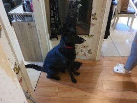 Loki, Nach langer Überlegung habe ich mich leider dazu