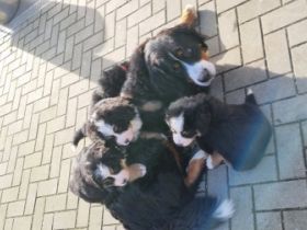 Am 16.12.2021 hat unsere Luna ihre ersten Babys zur