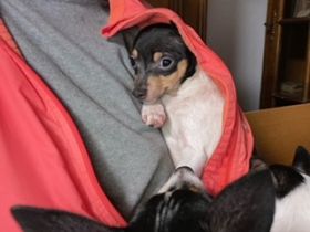 Brauchen Sie einen wahren Freund für Spaziergänge im