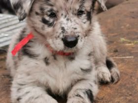 Am 05. Dezember kamen 12 Welpen von unseren