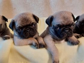 Hallo.Unsere liebe Lotti hat am 02.03.2022 ganz süsse