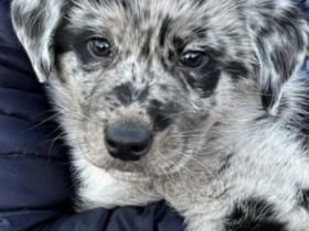 —————————————————————————— Informationen zum Welpen: