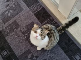 Unsere wunderschöne Kätzchen suchen ein neues Zuhause.