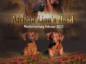 African Lion‘s Head