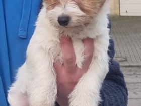 Jack Russell Terrier, Welpen