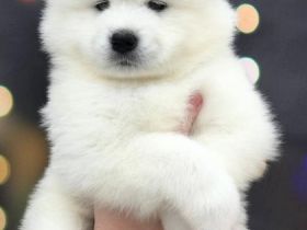 Unsere Welpen suchen ein liebevolles Zuhause Jungen