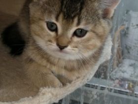 Hallo liebe Katzen Liebhaber, Unsere Liebe Katze Lea,