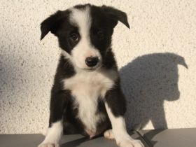 Quincesam - FCI 21/2010. Mutter: Quincesam Molly DOB: