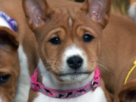 Unsere Phoebie "BIS Multi CH Hündin African Legend ft.