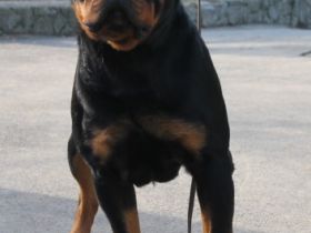 Rottweilerwelpen von wunderschönen, typvollen,