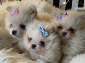 Verkaufe 1 Rüde und 3 Hündinnen in der Farbe creme