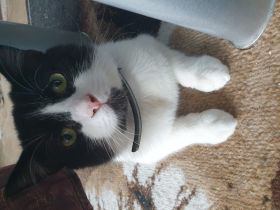 Mogli, Ein verschmuster spielt gerne ist lieb und sehr