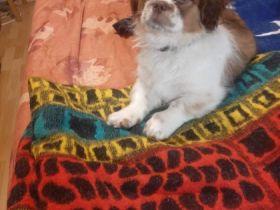 Süsser Shih Tzu/Pekinese Mix aus Bulgarien von Privat