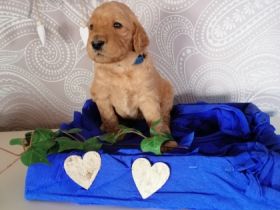 Hallihallo Pudelfreunde, unsere tolle Hündin hat uns am