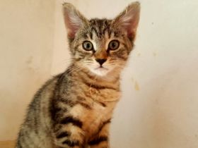 Die vier Geschwister sind Kern Gesund sind sehr aktiv