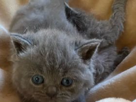 Unsere super süßen kleinen Zwerge suchen ab April ein