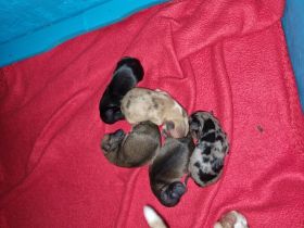 3 Rüden und eine Hündin sind noch auf ihrer Suche nach