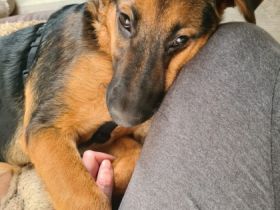 Amy sucht ein neues endgültiges Zuhause. Geboren am 08