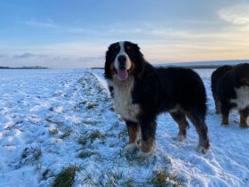 Schweizer Sennen- / Berner Sennenhund Welpen (Swissy Dog)