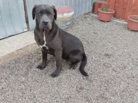 Ich verkaufe meine süßen reinrassigen Cane Corso Die