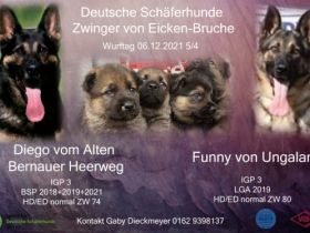 Derzeit haben wir keine Welpen. Aber für den Sommer ist