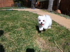 Rasse: Malteser Geburtsdatum: 10.11.2021 Alter: 11