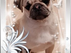 Babsy, Verkaufe eine süßes freiatmendes Mopsmädl, 9