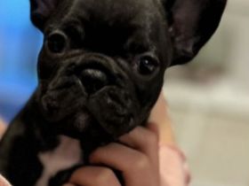 Am 07.11.2021 sind zwei tolle gesunde Bully Babys zur