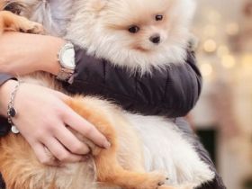 Wir verkaufen unseren wunderschönen Pomeranian Rüden.