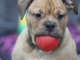 Yoda, Ying und Yang sind auf der suche nach einen