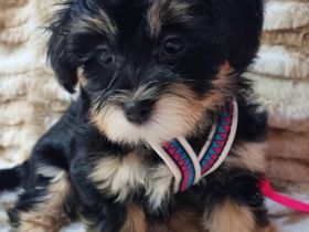 Ein kleines Havi Mädel ist auf der Suche nach einem