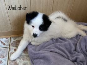 Am 23.12.2021 erblickten unsere kleinen Racker das