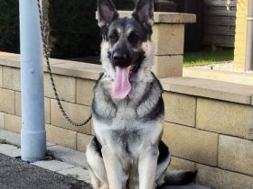 ich verkaufe Osteuropäische Schäferhundwelpen geboren