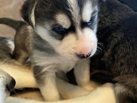 Sind vollständig geimpft, gechipt und besitzen EU-Pass