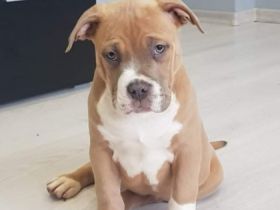 6 lovely ,beautiful,strong ,friendly American Bully XL