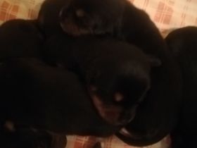 Hallo meine podenco Hündin hat Gesunde und wunderschöne