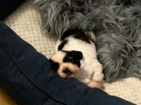 Meine Welpen suchen in 4 Wochen ein neues Zuhause sie