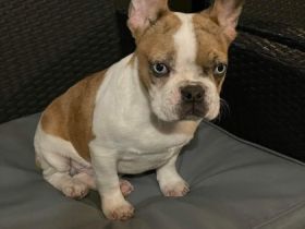 15 Wochen alte franz. Bulldogen Welpen Ich biete,