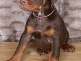 Dobermann-Welpen Sie sind sehr süß, auch gut mit
