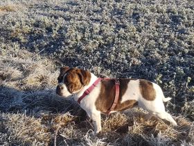 Anni stammt aus unserer eigenen Nachzucht Sie versteht