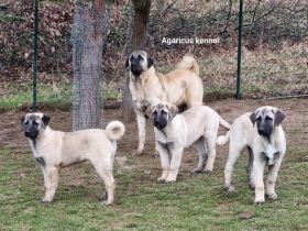 Wir bieten wunderschöne perfekt sozialisierte Kangala