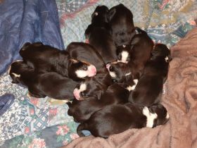 Ich biete wunderschöne Berner Sennenhund Welpen