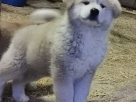 Am 12.01.2022 hat meine Akita inu Hündin 5 wunderschöne