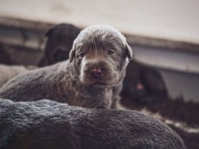 Liebe Welpen-Interessenten, wir alle haben in der