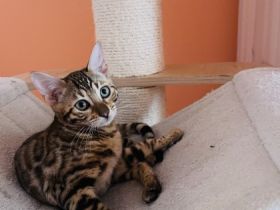 Herzlich Willkommen liebe Katzenfreunde, wir sind eine