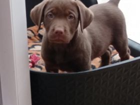 Gesunde, reinrassige Welpen, Familien freundlich.