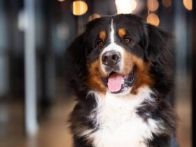 Clooney von den Brüner Höhen, Internationaler Champion