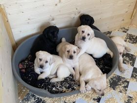 Unsere Ruby hat uns Anfang Januar 10 wunderschöne