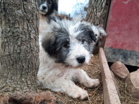 Von den acht Geschwistern, hat eins ein Zuhause