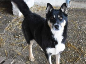 Maja, wk, 11/2018, 50 cm